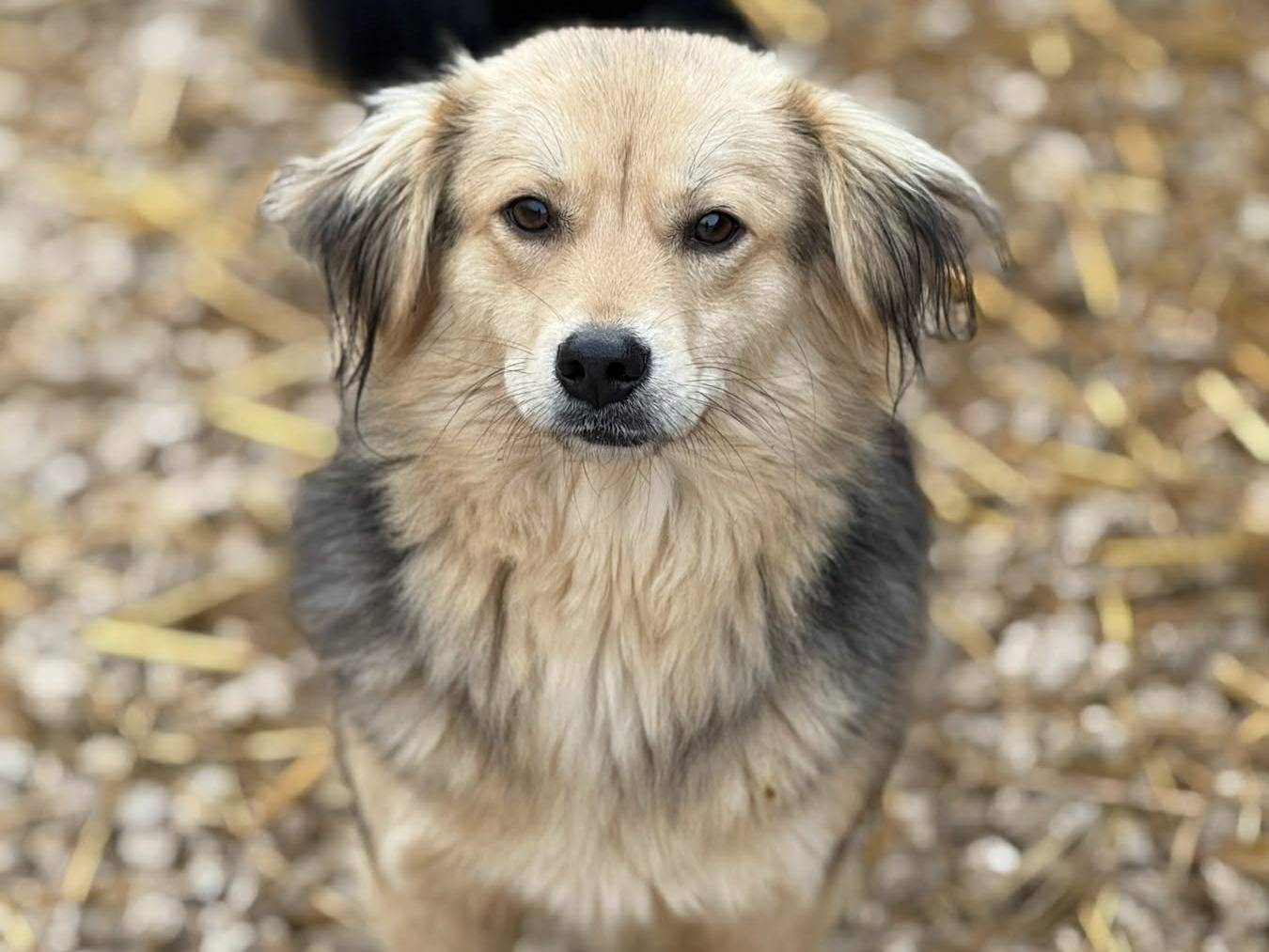 Adozione cane, maschio, Razza sconosciuta Razza sconosciuta, 10 mesi, taglia media contenuta, Firenze
