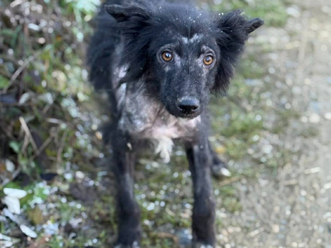 Adotta un cane, taglia media contenuta, maschio, Firenze