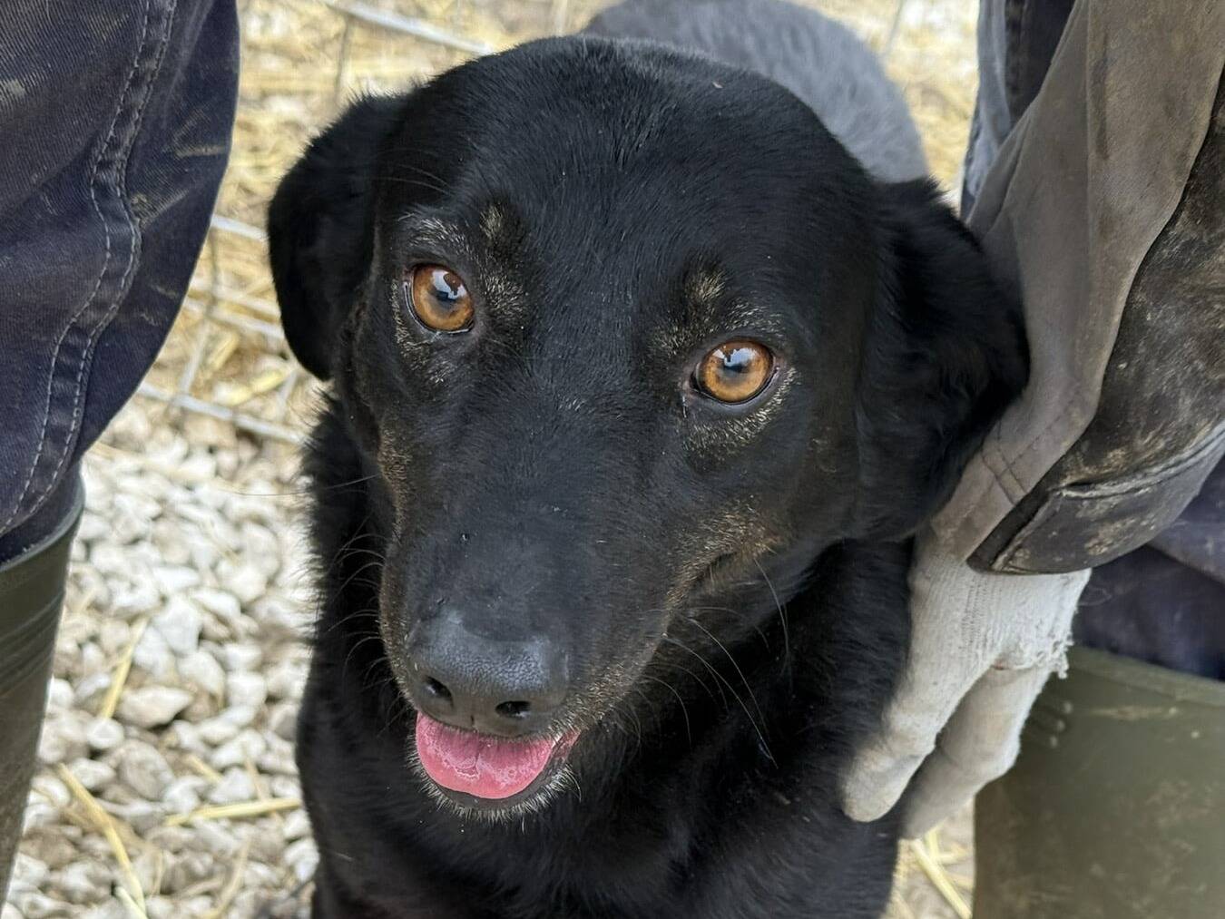 Vuoi adottare un cane a Firenze?