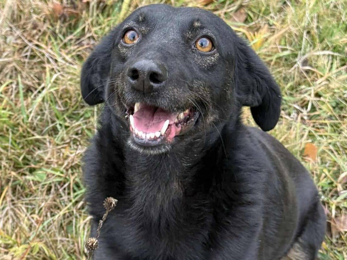 Adotta il cane STELLA a Firenze