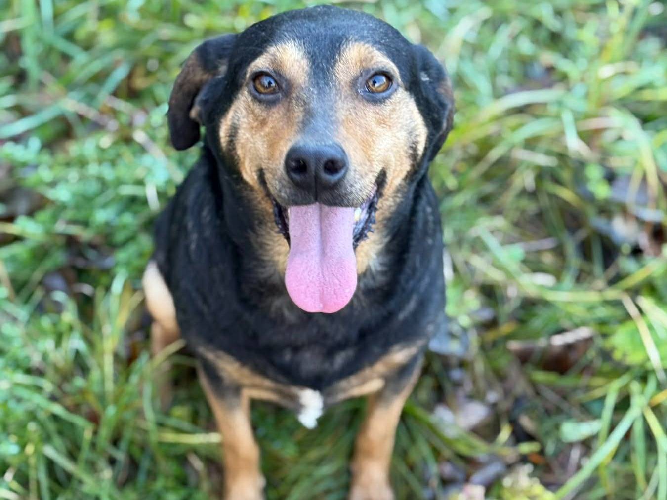 Adozione cane, femmina, Razza sconosciuta Razza sconosciuta, 4 anni, taglia media contenuta, Firenze