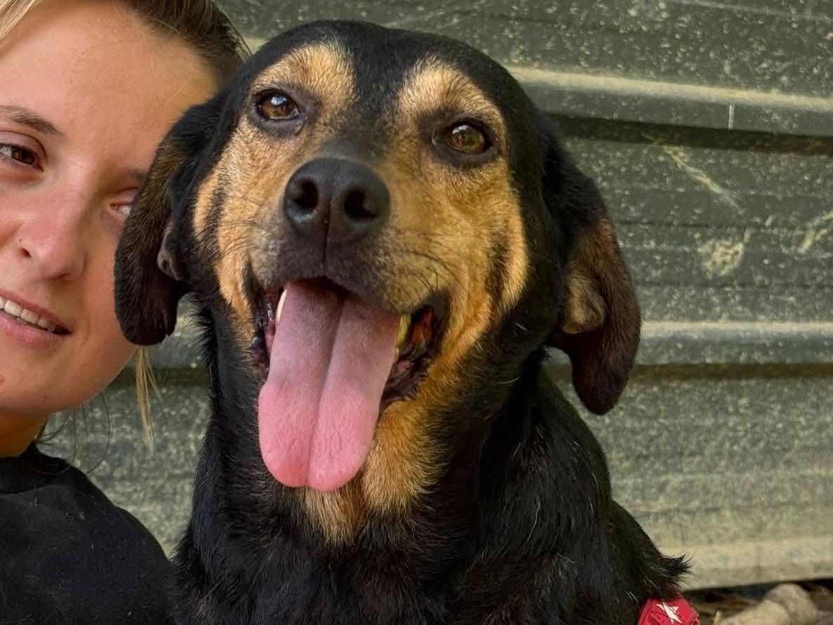 Adotta un cane, femmina, 4 anni, Firenze