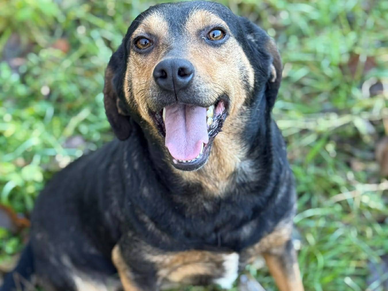 Vuoi adottare un cane a Firenze?