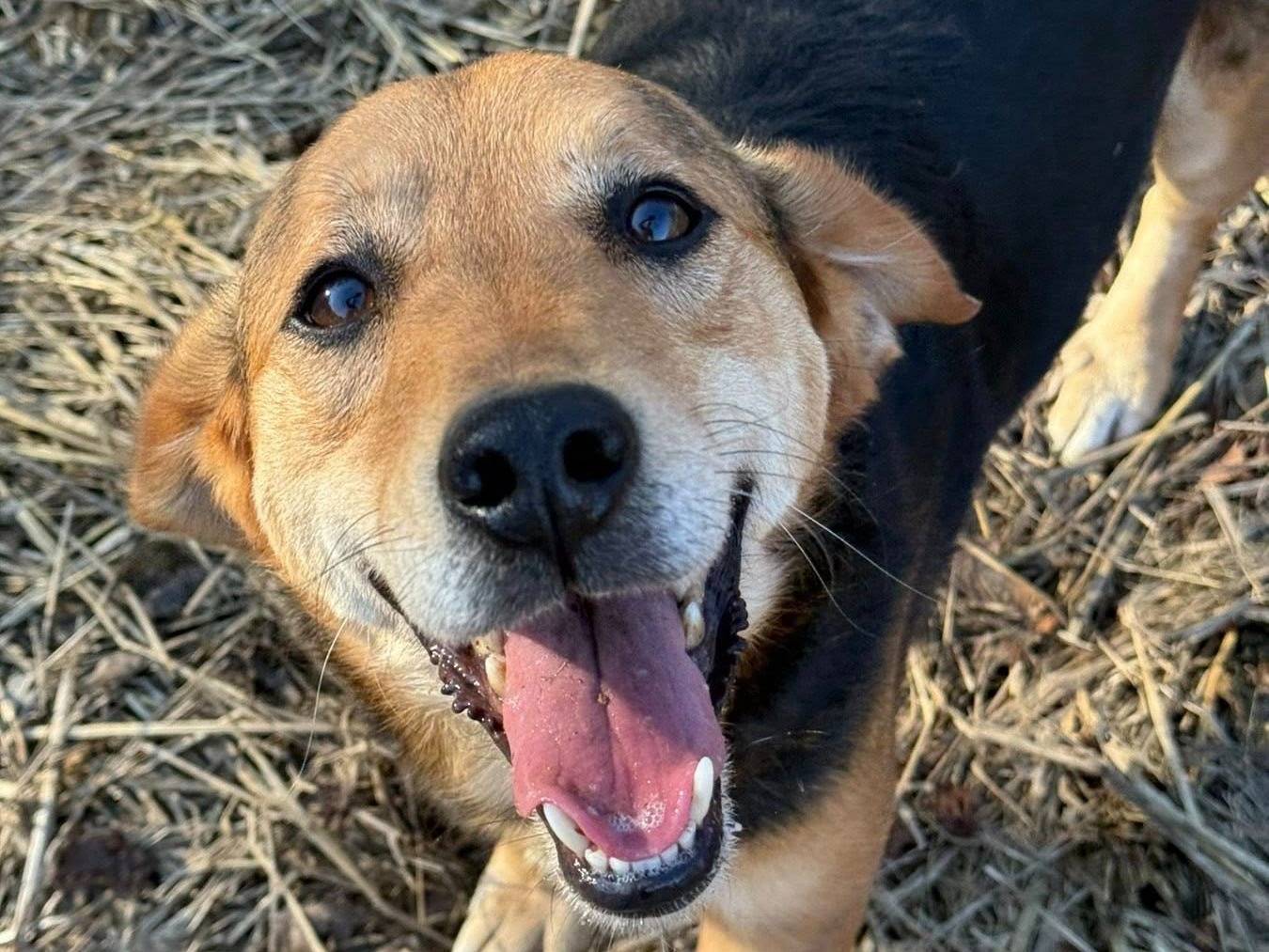 Adozione cane, maschio, Razza sconosciuta Razza sconosciuta, 3 anni e 11 mesi, taglia piccola, Firenze