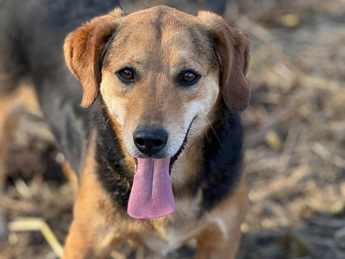 Adotta un cane, taglia piccola, maschio, Firenze