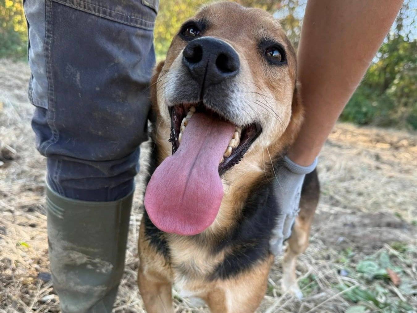 Vuoi adottare un cane a Firenze?