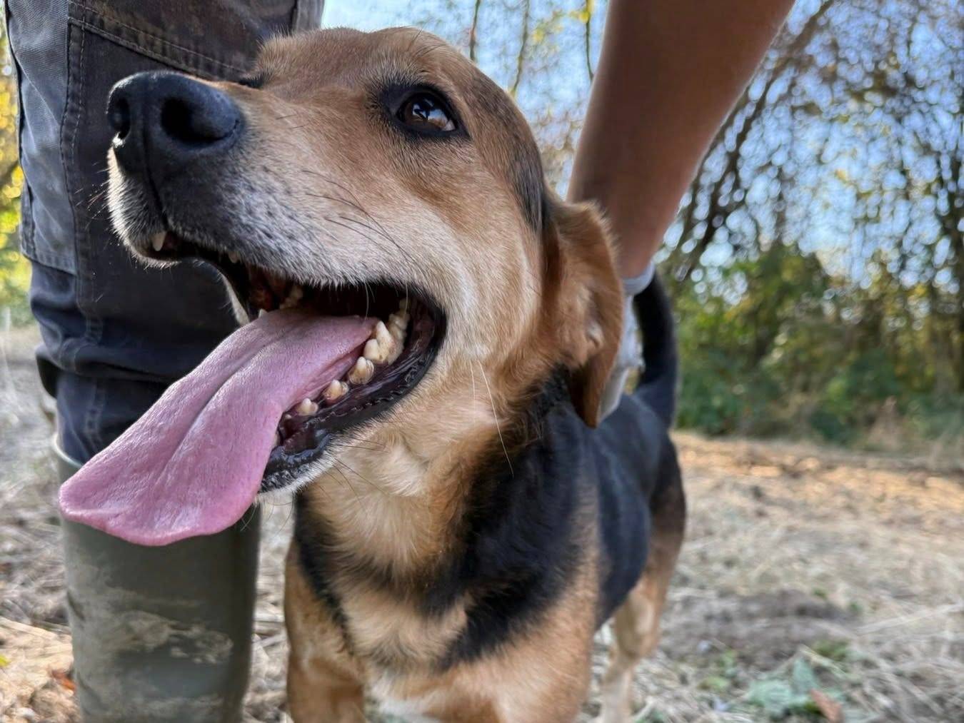 Adotta il cane SETH a Firenze