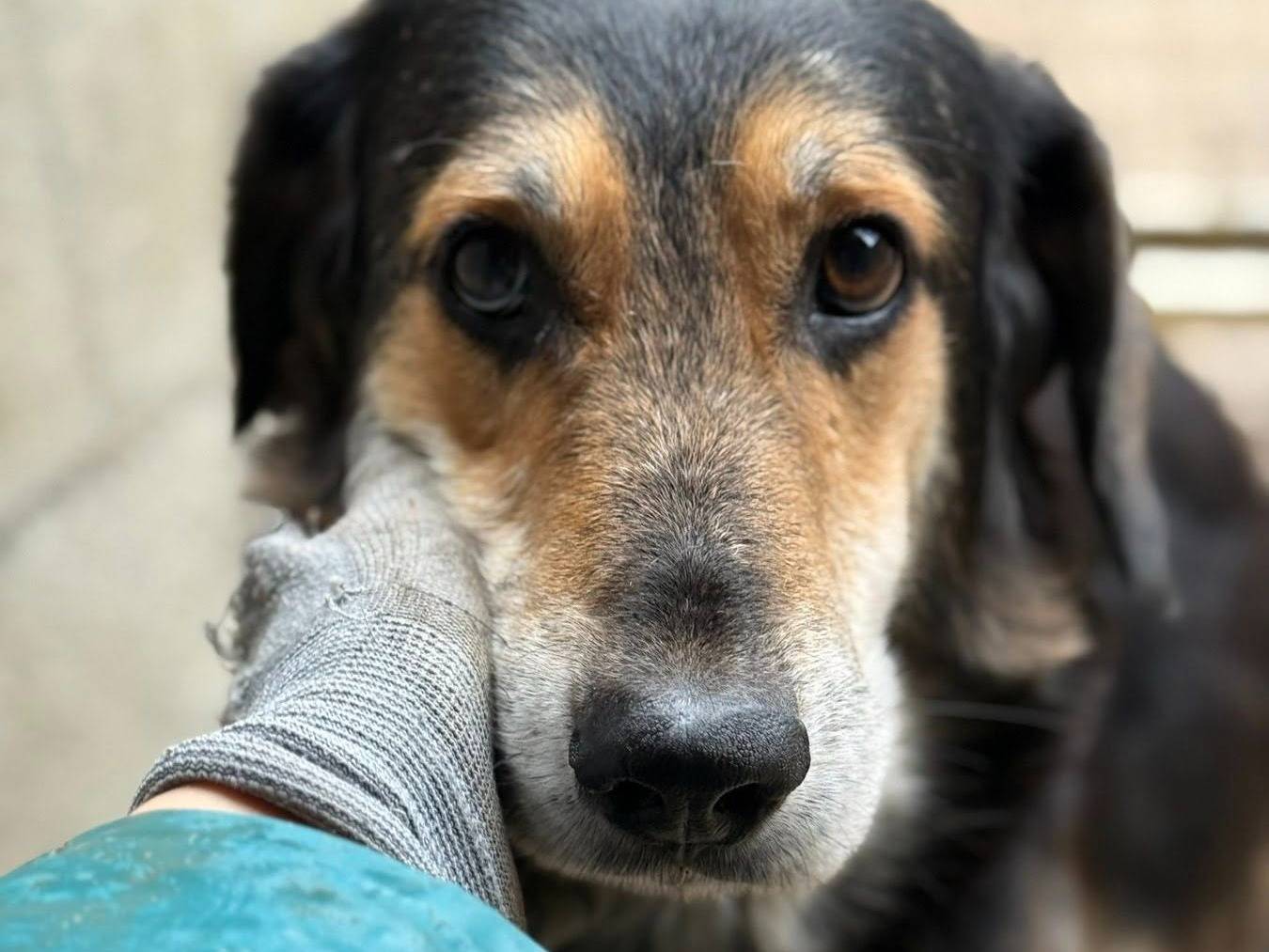 Adozione cane, maschio, Razza sconosciuta Razza sconosciuta, 5 anni e 3 mesi, taglia media, Firenze