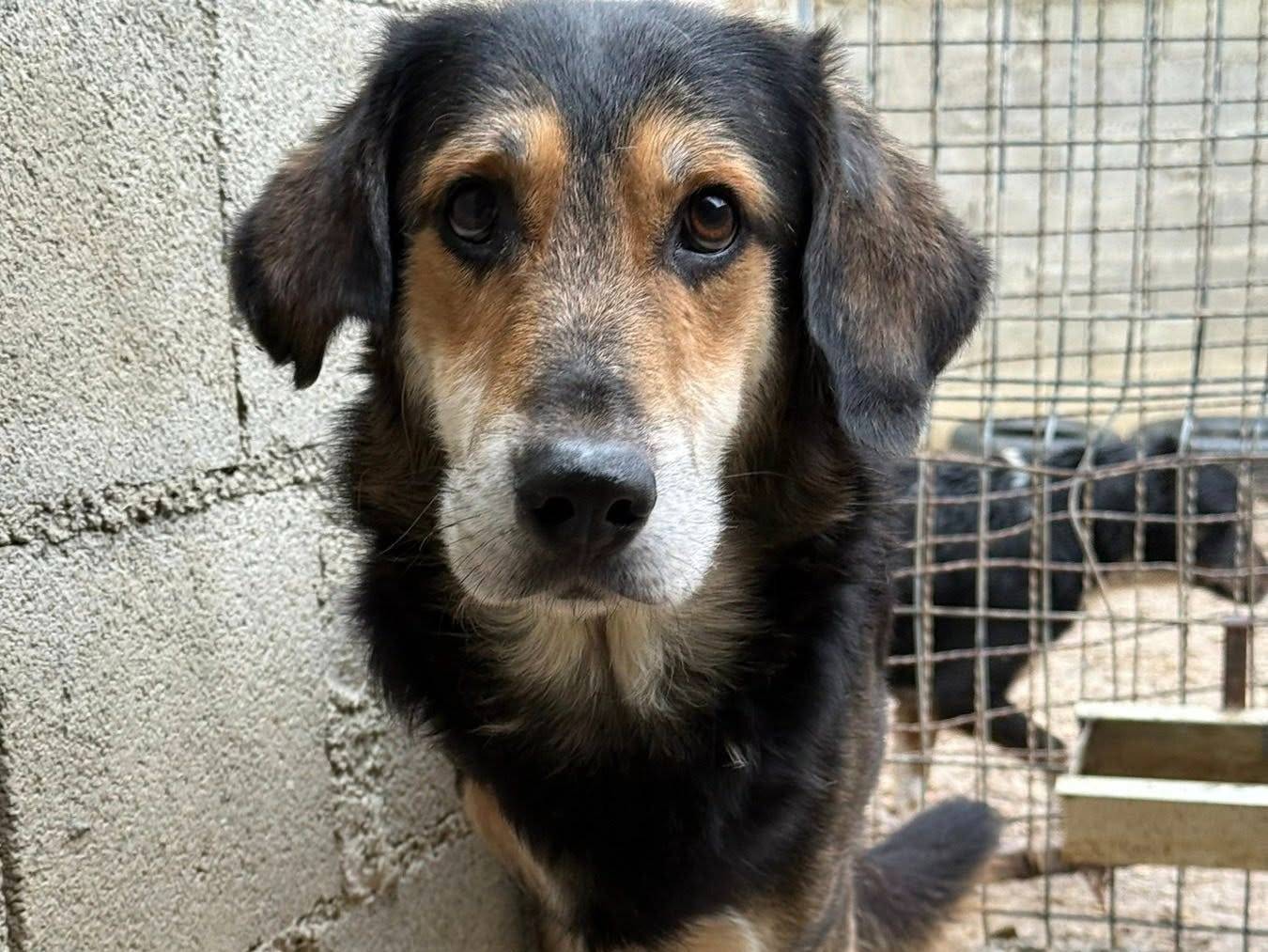 Adotta un cane, maschio, 5 anni e 3 mesi, Firenze