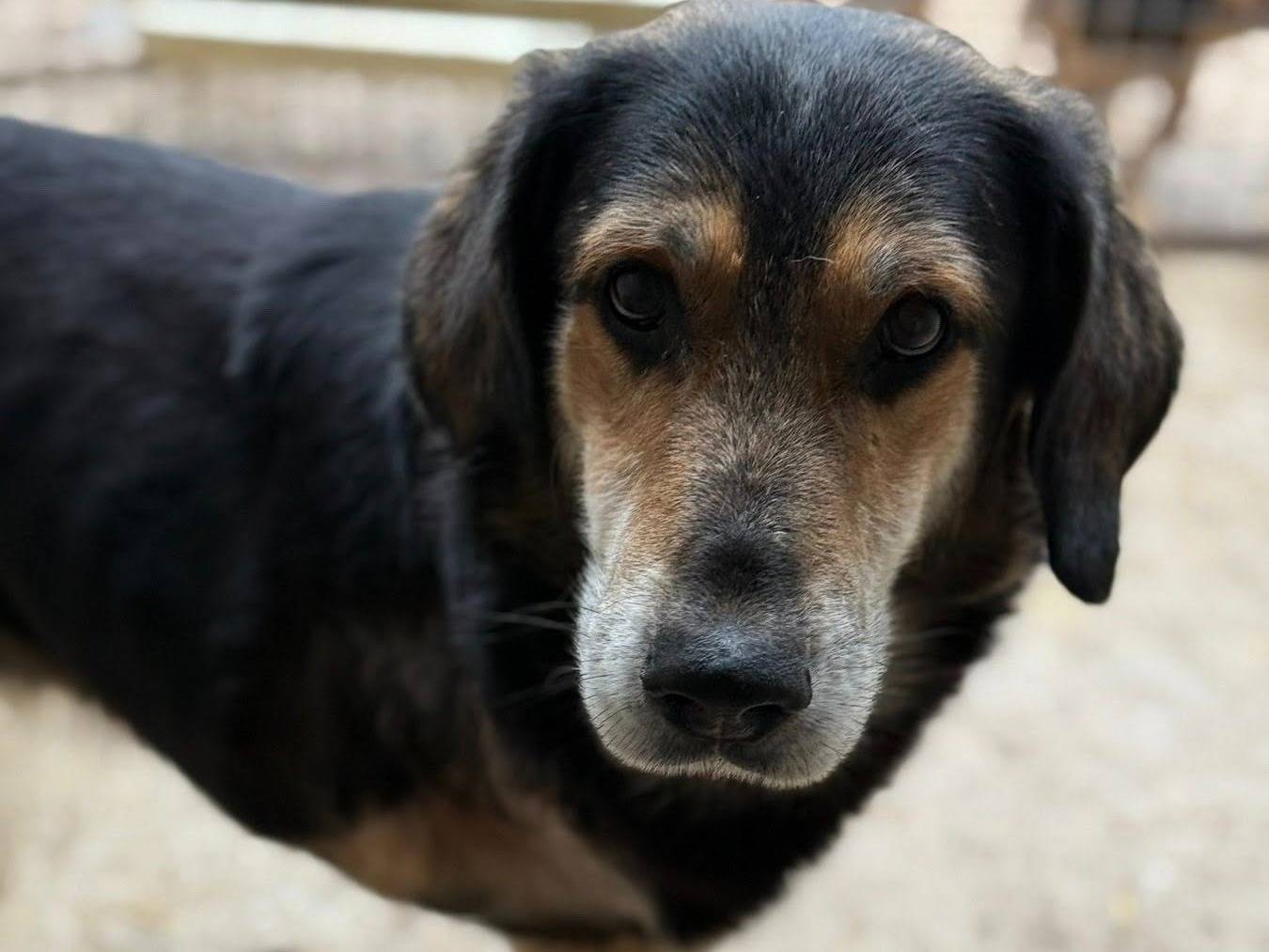 Adotta un cane, taglia media, maschio, Firenze