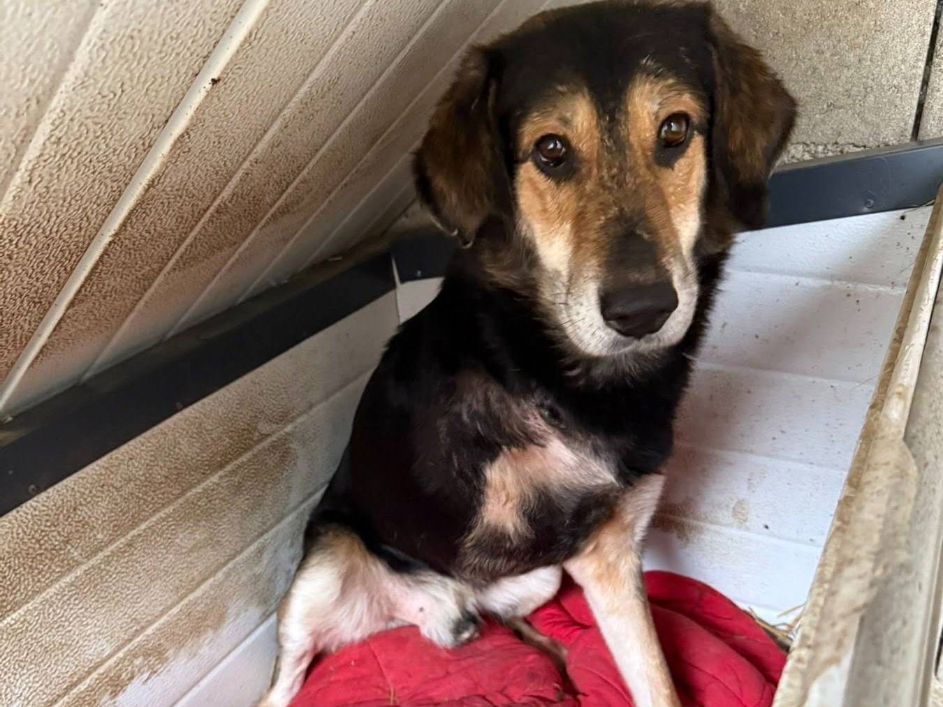 Vuoi adottare un cane a Firenze?