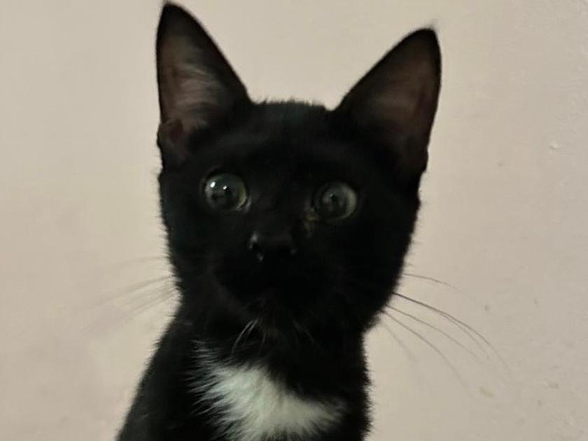 Adozione gatto, femmina, Razza sconosciuta Razza sconosciuta, 1 anno e 9 mesi, taglia non valida, Bari