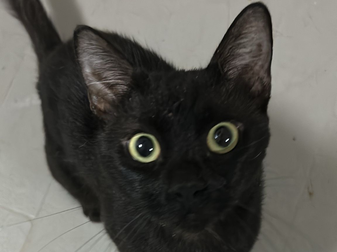 Adozione gatto, maschio, Razza sconosciuta Razza sconosciuta, 1 anno e 9 mesi, taglia non valida, Bari