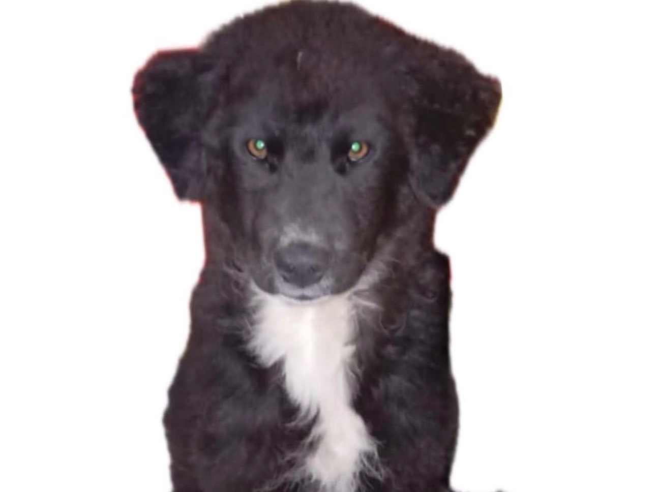 Adozione cane, femmina, Pastore maremmano Razza sconosciuta, 2 mesi, taglia grande, Siracusa