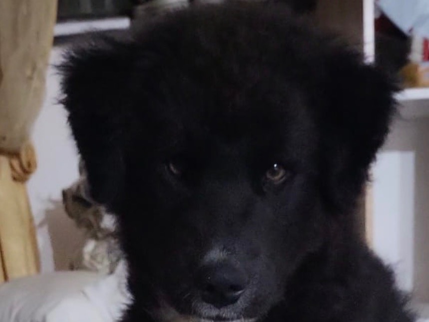 Adotta un cane, femmina, 2 mesi, Siracusa