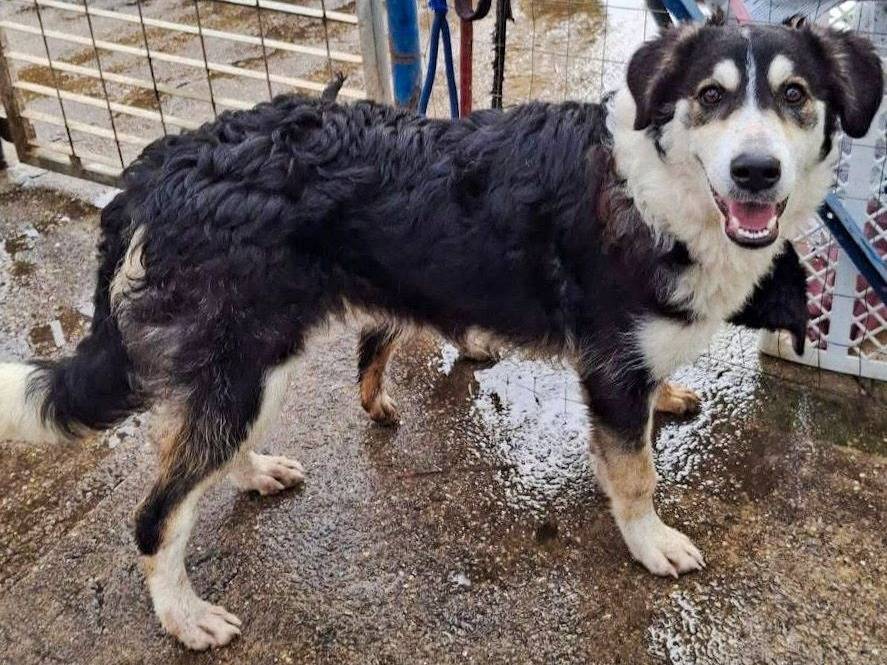 Adotta un cane, femmina, 8 mesi, Crotone