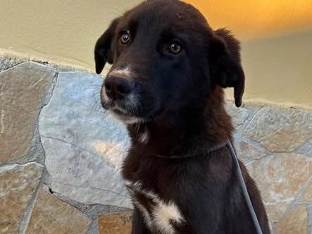 Adozione cane, maschio, Razza sconosciuta Razza sconosciuta, 8 mesi, taglia media, Matera