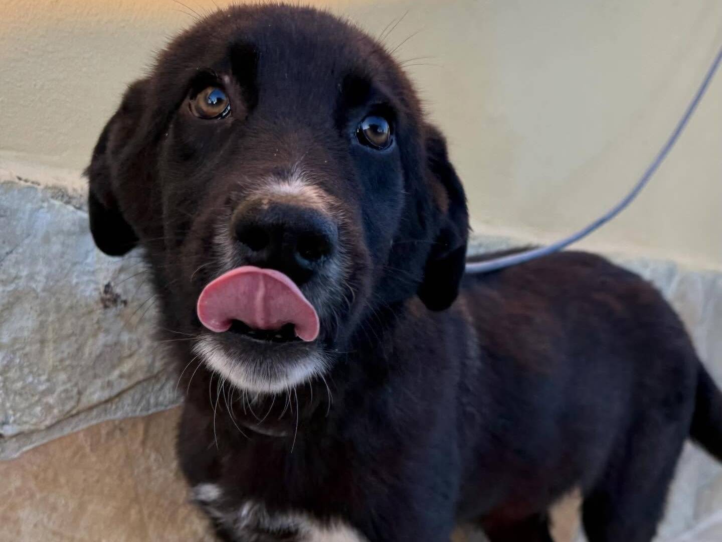 Vuoi adottare un cane a Matera?