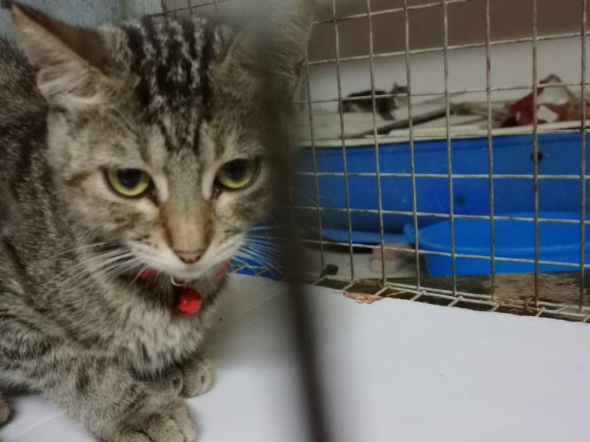 Adotta un gatto, femmina, 1 anno e 7 mesi, Varese