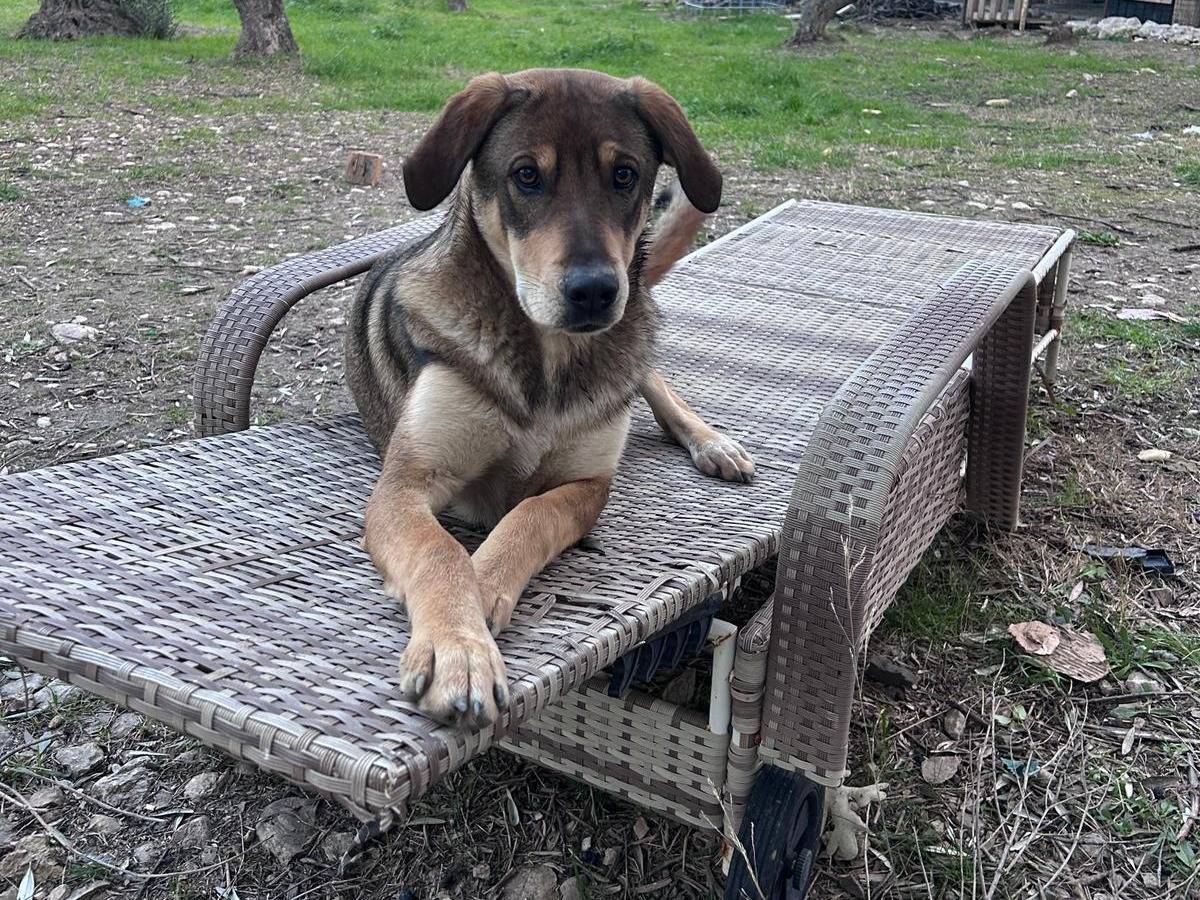 Adotta il cane Gastone a Chieti