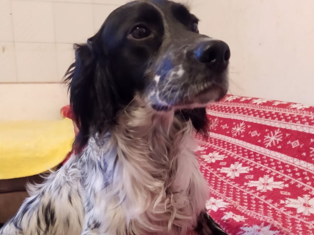 Adozione cane, maschio, Setter Inglese Razza sconosciuta, 10 mesi, taglia media, Teramo