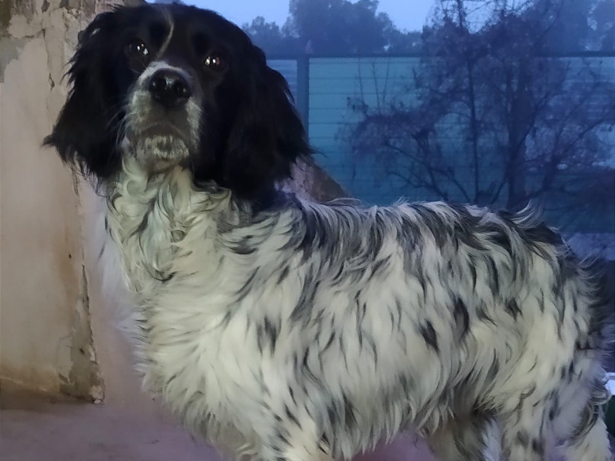 Adotta un cane, maschio, 10 mesi, Teramo