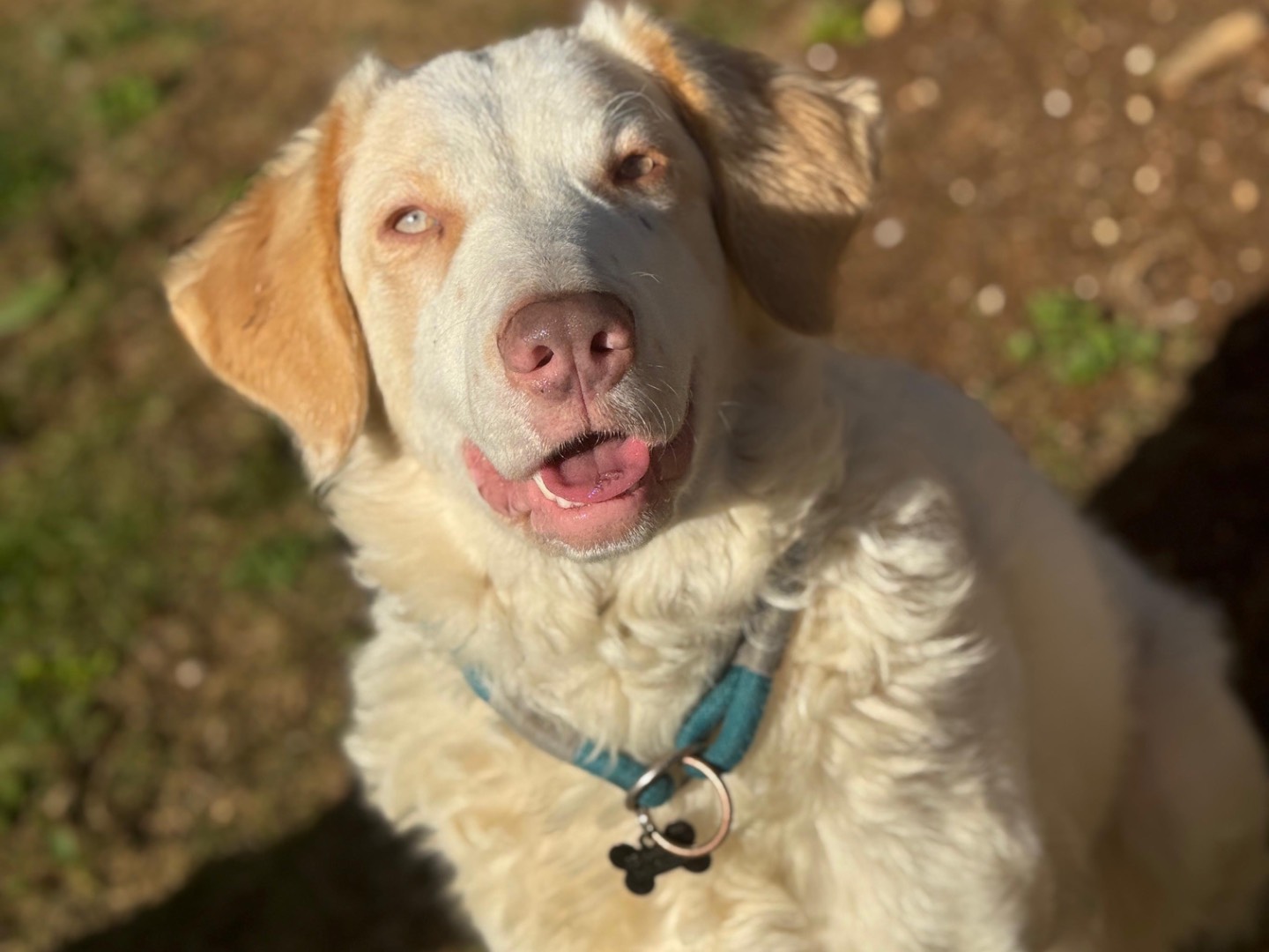 Adozione cane, femmina, Razza sconosciuta Razza sconosciuta, 1 anno e 6 mesi, taglia grande, Frosinone