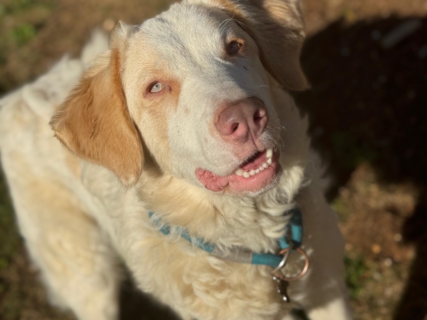 Adotta un cane, taglia grande, femmina, Frosinone