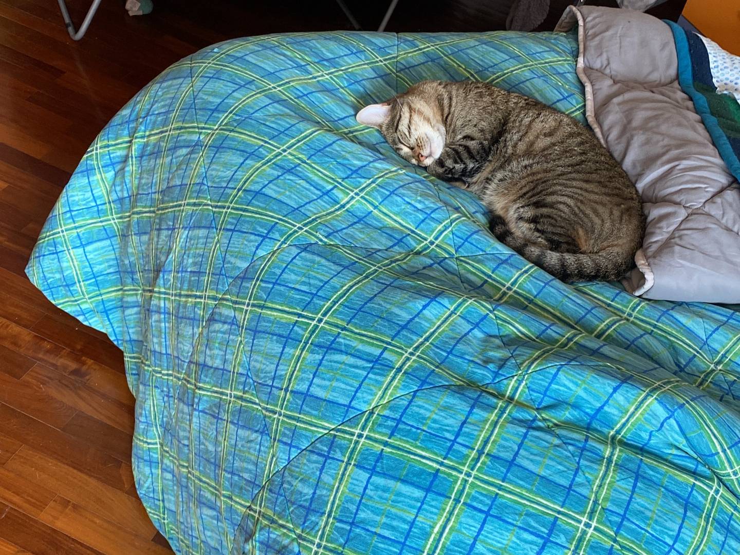 Adozione cane, maschio, Razza sconosciuta Razza sconosciuta, 1 anno, taglia piccola, Agrigento