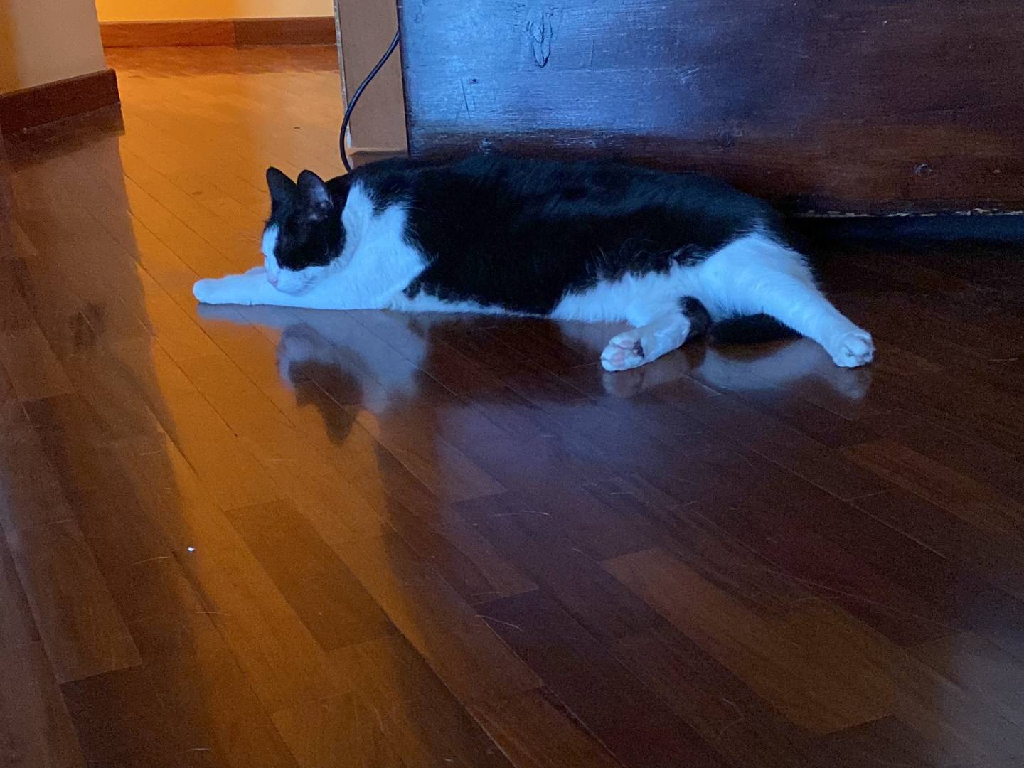 Adotta un cane, maschio, 1 anno, Agrigento