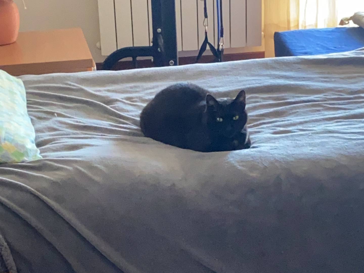 Adotta il cane bruce a Agrigento