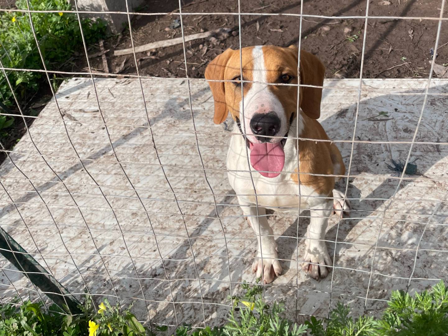 Adozione cane, maschio, Razza sconosciuta Razza sconosciuta, 3 anni e 9 mesi, taglia media contenuta, Sud