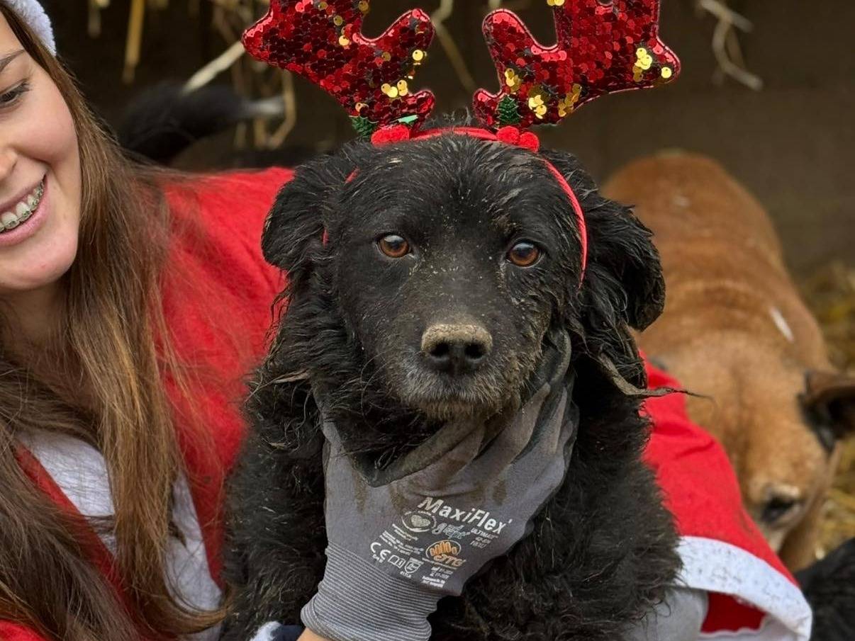 Adozione cane, femmina, Razza sconosciuta Razza sconosciuta, 6 anni, taglia media contenuta, Firenze