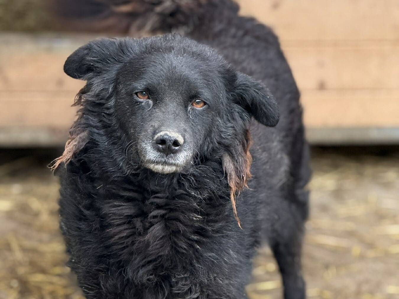 Adotta un cane, femmina, 6 anni, Firenze
