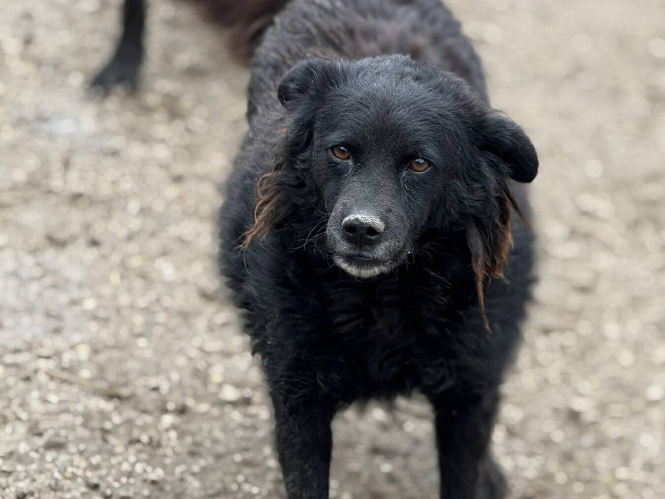 Adotta un cane, taglia media contenuta, femmina, Firenze