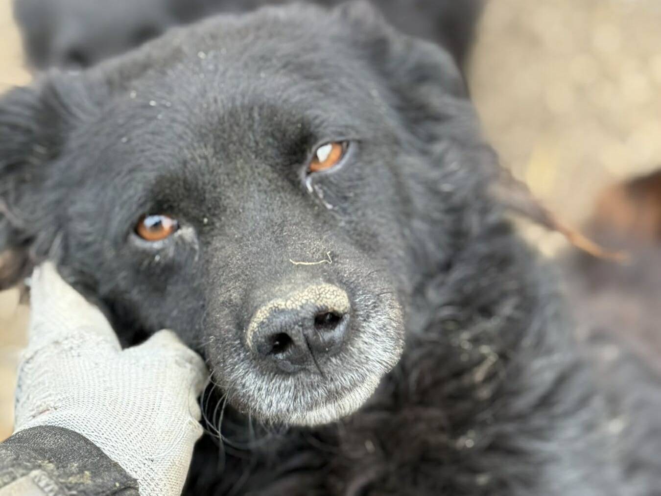 Vuoi adottare un cane a Firenze?