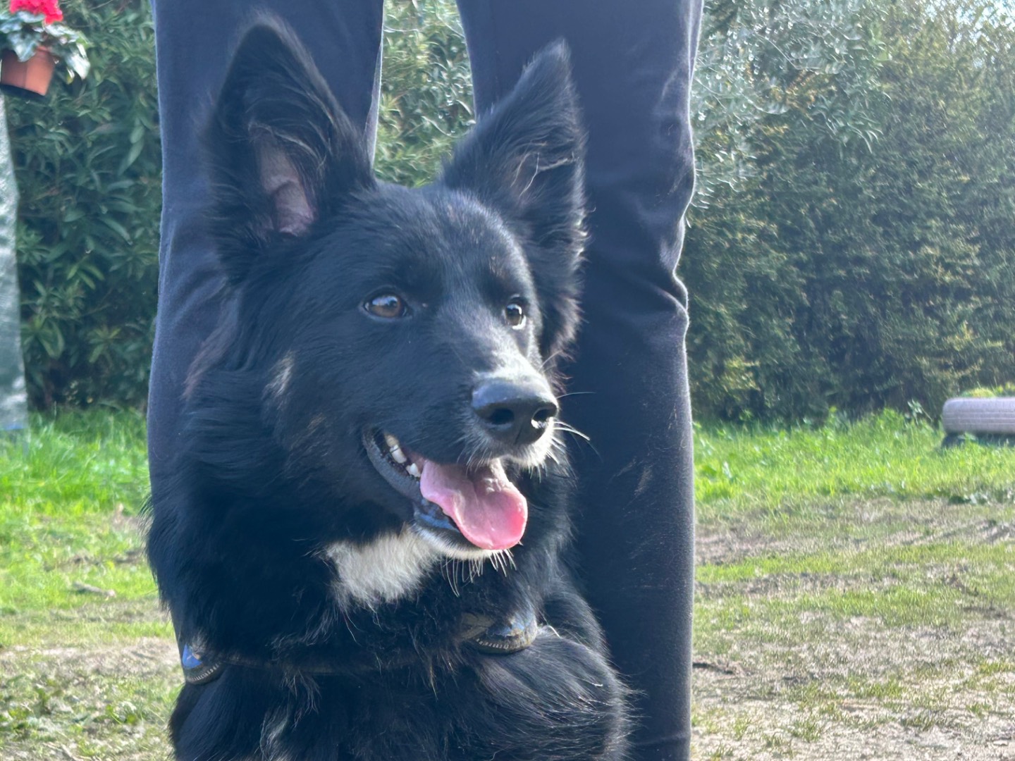 Adozione cane, maschio, Razza sconosciuta Razza sconosciuta, 1 anno e 2 mesi, taglia media contenuta, Foggia