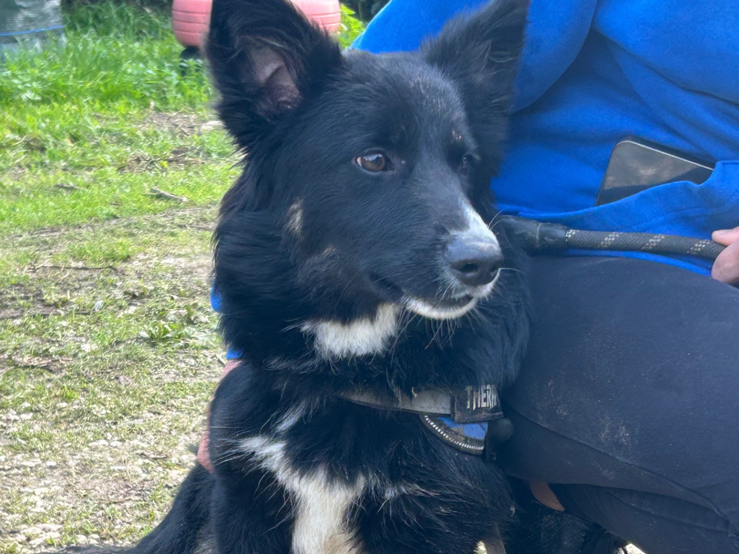 Adotta un cane, maschio, 1 anno e 2 mesi, Foggia