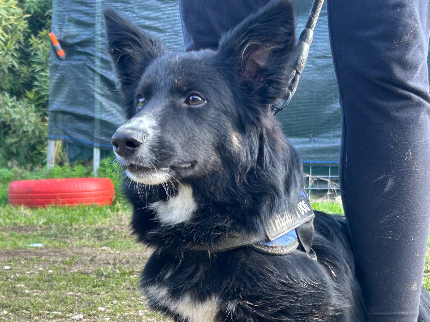 Adotta un cane, taglia media contenuta, maschio, Foggia