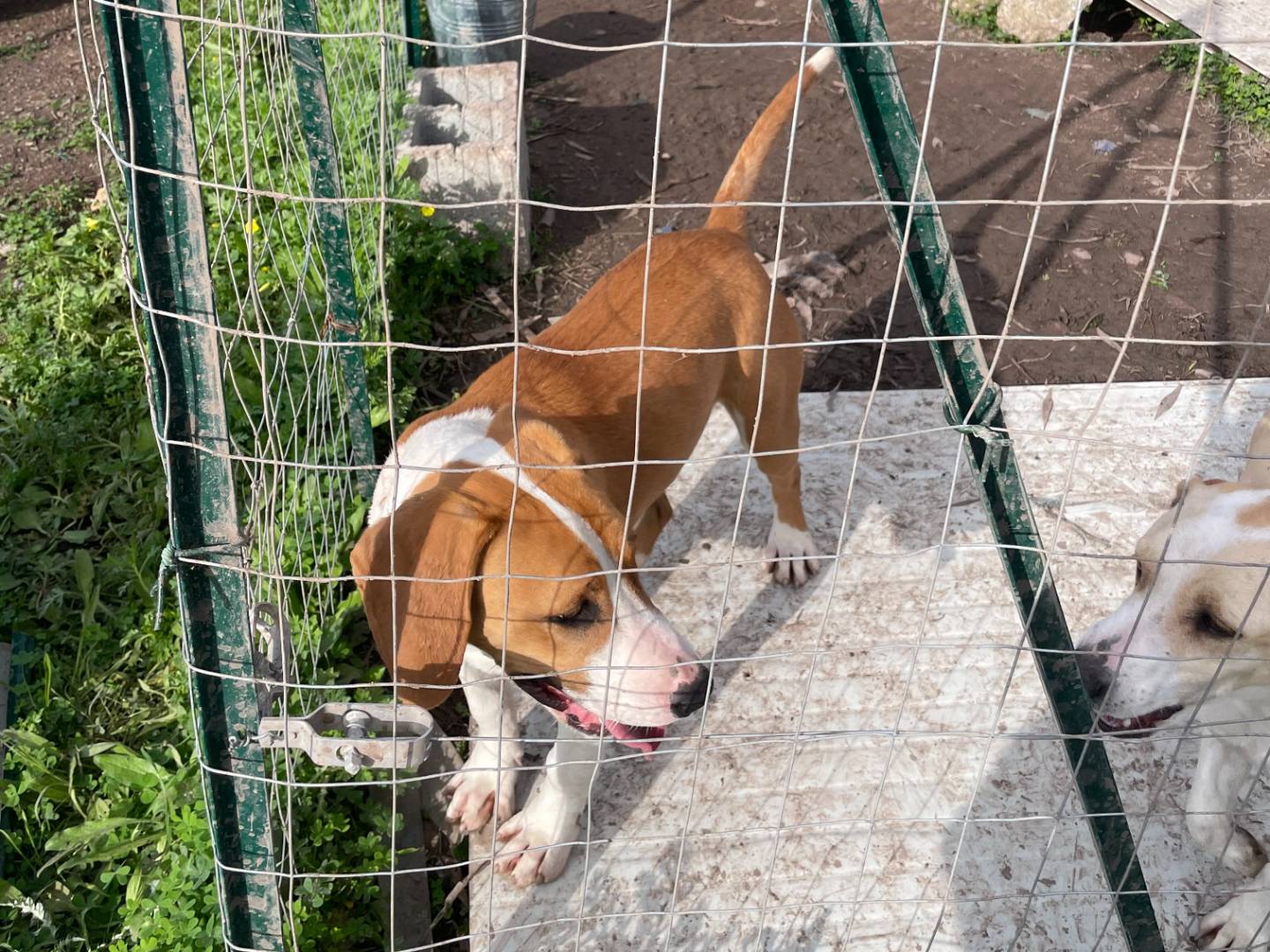 Adotta un cane, maschio, 3 anni e 9 mesi, Sud