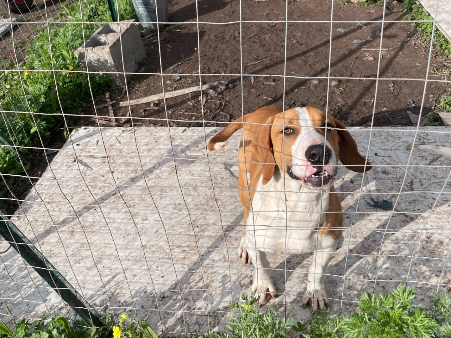 Adotta un cane, taglia media contenuta, maschio, Sud