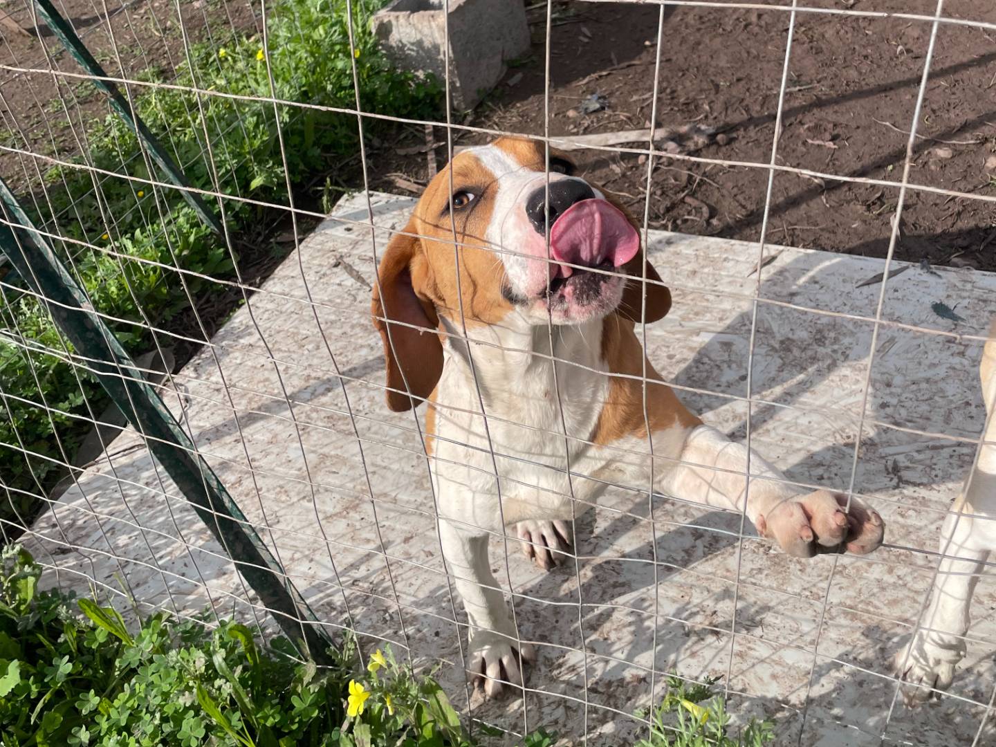 Adotta il cane Carmelo a Sud