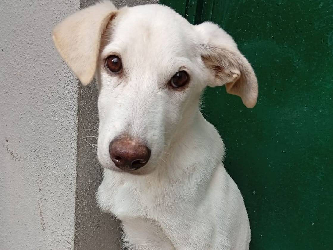 Adozione cane, femmina, Razza sconosciuta Razza sconosciuta, 7 mesi, taglia piccola, Cosenza