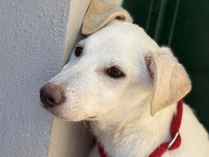 Adotta un cane, taglia piccola, femmina, Cosenza