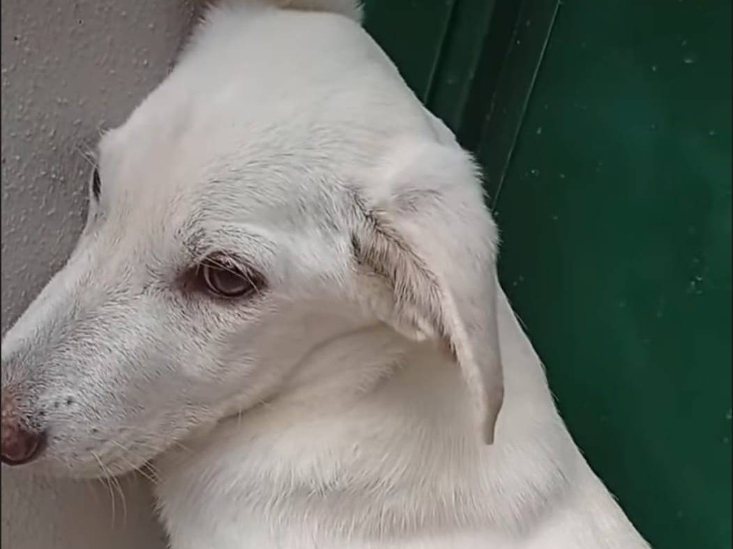 Vuoi adottare un cane a Cosenza?