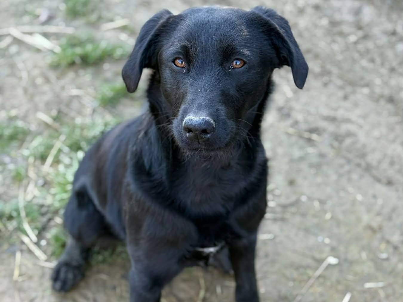 Adozione cane, femmina, Razza sconosciuta Razza sconosciuta, 1 anno, taglia media contenuta, Firenze