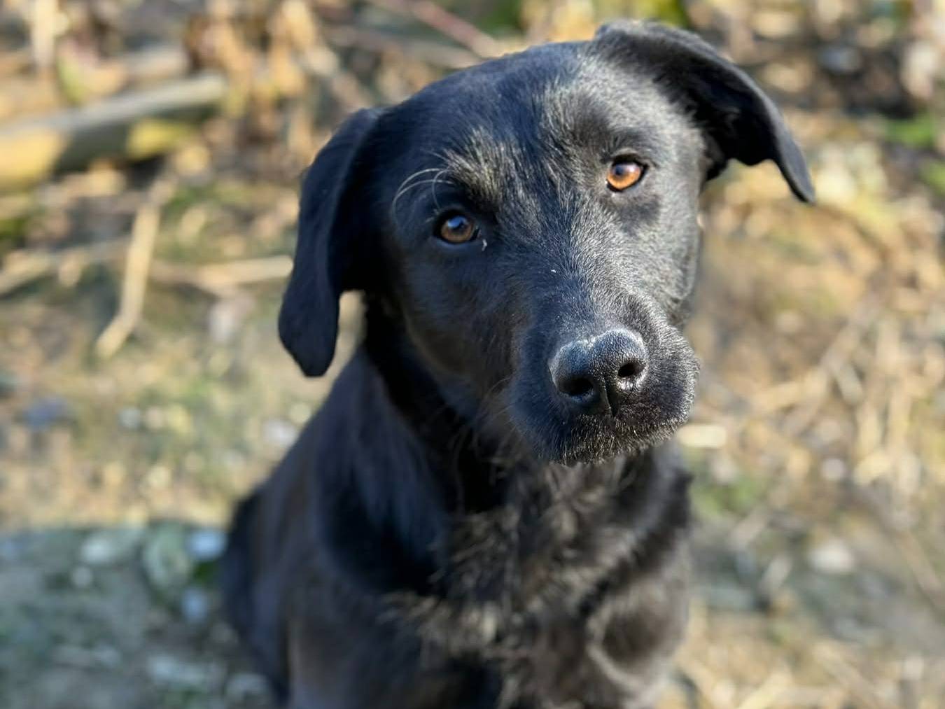 Adotta un cane, femmina, 1 anno, Firenze