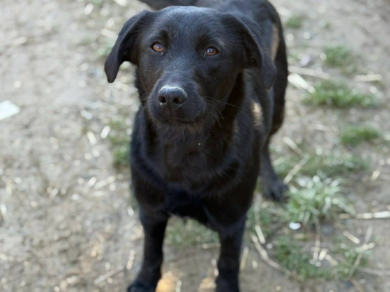 Adotta un cane, taglia media contenuta, femmina, Firenze