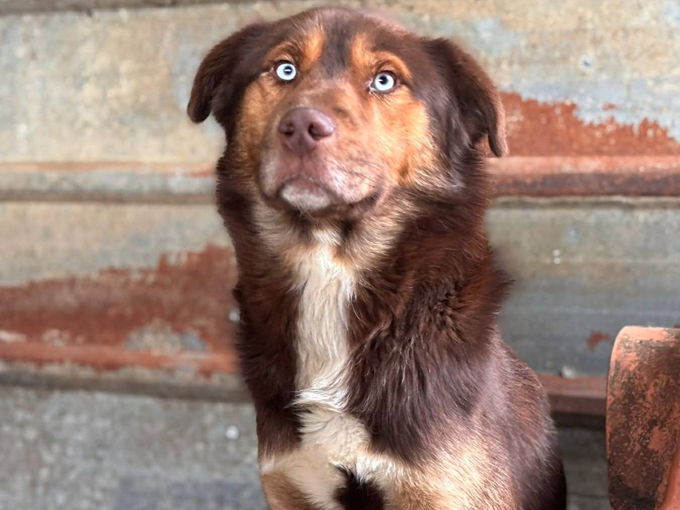 Adotta un cane, taglia media, maschio, Firenze