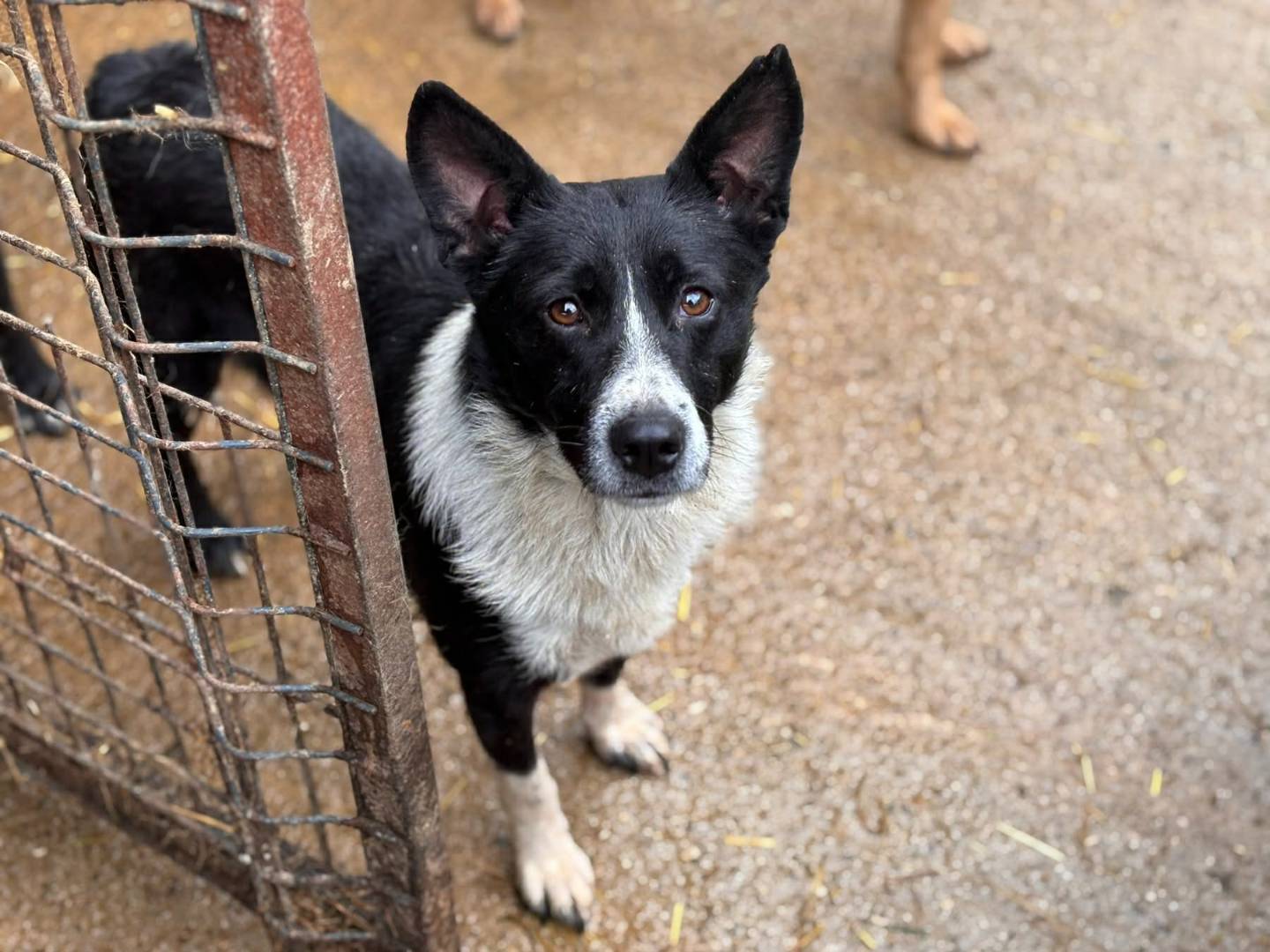 Vuoi adottare un cane a Firenze?